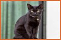 Can a Bombay cat have green eyes? – Janet-Panic.com