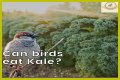 Can Birds Eat Herbs? - Kylon Powell