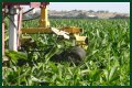 Why do farmers cut the tassels off corn?